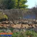 녹아촌산장가든 이미지