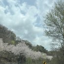 백운면 벚꽃길 | 제천 리솜 포레스트 가격 S30 빌라 뷰 좋은 클린 32동 2호 후기