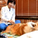 VIP동물한방재활의학센터by.Dr.신사경 이미지