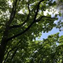 소래산공영주차장 | 🌳5월 중순, 경기 시흥 소래산 🥾등산 후기 (소래산 공영 🅿️주차장 START, ft.인천/시흥 start 선택 가능)