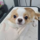 러블리 멍멍이 이미지