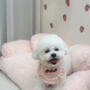 멍뭉이샵 이미지