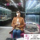 내 품안의 반려견(강서점) 이미지