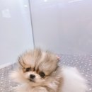 그레이동물병원 강남점 이미지