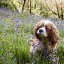 하늘강아지 반려동물 장례식장 이미지