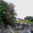 제주 올레길 7코스 이미지