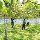 김용환농장 이미지