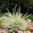 장미정원 이미지