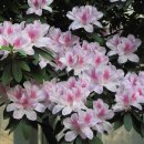 무궁화금호 이미지