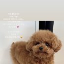 도그송 강아지분양 인천 송도점 이미지