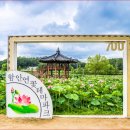 [경남/추천명소]함안 연꽃테마파크 아라홍련 개화시기 주차 입장료 맛집 총정리