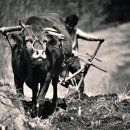 워낭소리 이미지