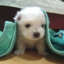 아기강아지 이미지