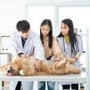 우리집동물병원 이미지