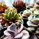 다육꽃세상 이미지