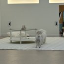 퍼피파라다이스 이미지