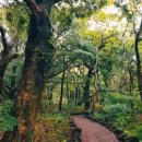 비자림의 아침 이미지