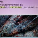 민어 번개? 멤버를 모집합니다. 이미지