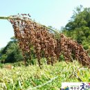 두란농장 이미지