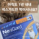 강아지 심장사상충약 비용 아끼는 법 넥스가드 vs 캐치원 솔직 후기