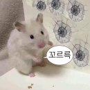 안능 | 부산 떡볶이 먹고 와서 집에서 만든 쌀떡 떡볶이 레시피｜중딩·초딩 아이들 최애 간식