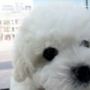 아이러브 독 이미지
