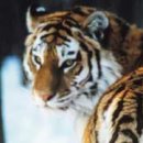 백두산 범 이미지