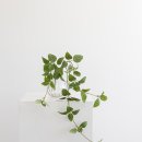 그린필로우 이미지