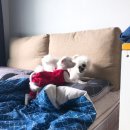 제주코기네 이미지