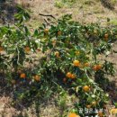 지승농장 이미지