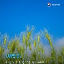 새맛