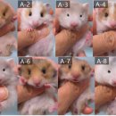 부산햄스터분양 행복햄 이미지