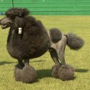 청담동물병원애견미용실 이미지