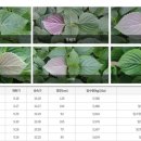 중부-현장-중부-772 | [잎 들깨]잎 들깨의 특성과 품종 및 이용