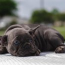 퍼피아뜰리에 이미지