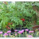 선암초등학교 이미지