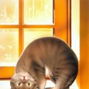 고양이집:고집 이미지