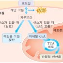 영양소를 에너지로 변환하는 세포호흡 이미지