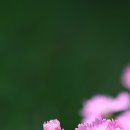 치유의 바람 이미지