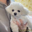 양평 용문사 여의도떡방 어르신 선물에 딱인 두텁떡과 찹쌀떡