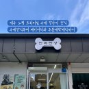 반려반상
