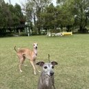 김포도그 이미지