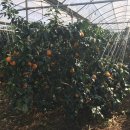 혜윤농장 이미지