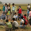 구례밀밭 이미지