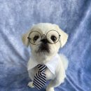 모여라댕댕이 이미지