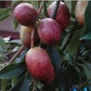 이창농장 이미지