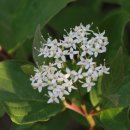 야생화편지 이미지