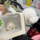 봉츄르(Bonchewr) | 배곧 강아지 생일케이크 주문 후기 , 봉츄르 비숑 케이크
