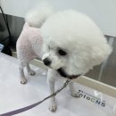 라파동물병원 | 대구 장기동 &#39;라파동물병원&#39;에서 비숑 강아지 눈 충혈 진료