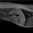 25시종합동물병원 이미지